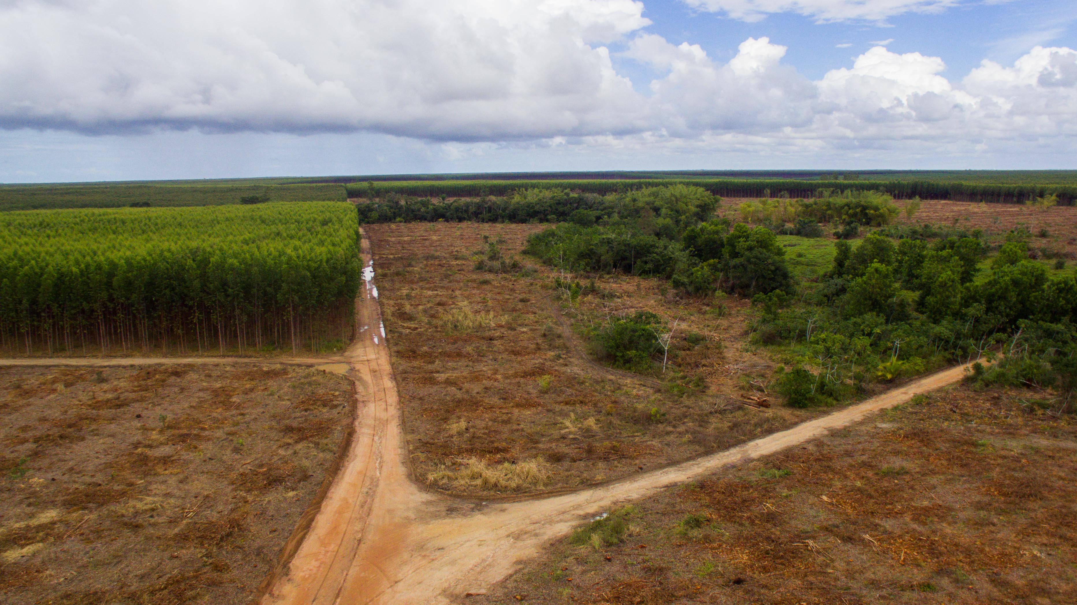 2 Billion New Trees: Suzano, Santander Launch Massive Planting Push in  Brazil - Bloomberg