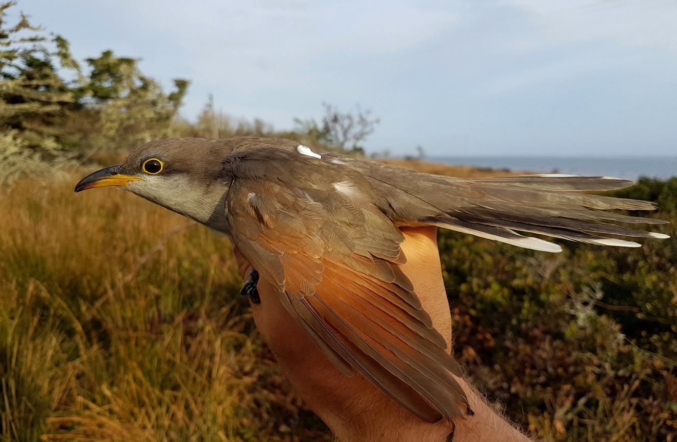 A recently tagged yellow-billed cuckoo ready to be released. 