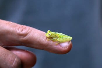 Glass frog in Siquirres, Costa Rica. Photo by Rhett A. Butler