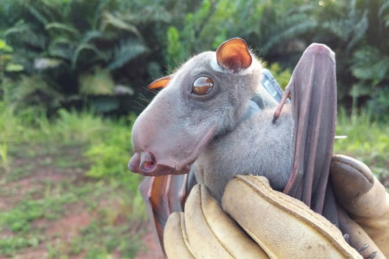 hammerheadedfruitbat