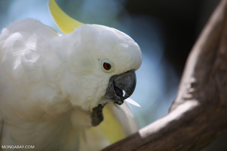 Indonesian New Guinea is home to species like this Sulphur-crested Cockatoo (Cacatua galerita). Photo by Rhett A. Butler.