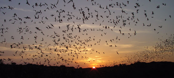 Brazilian free-tailed bats (a.k.a. Mexican free-tailed bats, Tadarida brasiliensis, roost in large numbers in caves at a few sites, making it vulnerable to population decline. The largest colony, in Texas, has nearly 20 million bats. These bats live between the central United States and central Argentina, but not in most of the Amazon rainforest. 