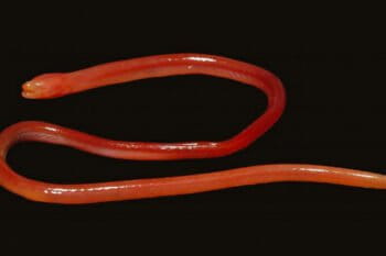 Monopterus rongsaw, a swamp eel from India. Photo © Rachunliu G Kamei