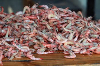 A pile of shrimp in Madagascar. Image by Rhett A. Butler.