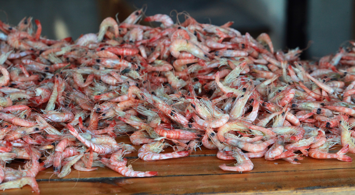 Top Madagascar Shrimp Co Moved Millions Among Tax Haven Shell Companies