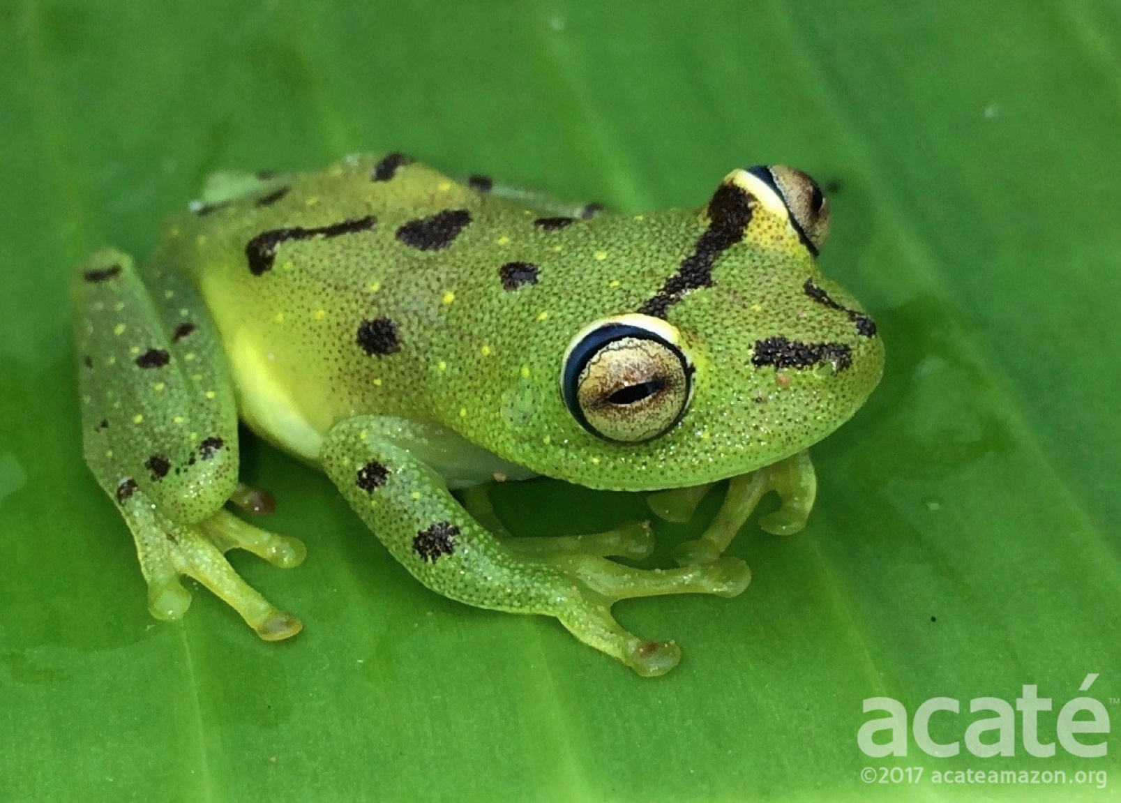 A new species of frog in the genus Hypsiboas, taken on an iPhone by the Matsés field teams. 