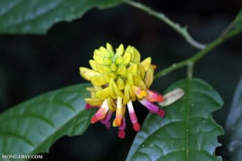 A flower in Vietnam. Photo by Rhett A. Butler