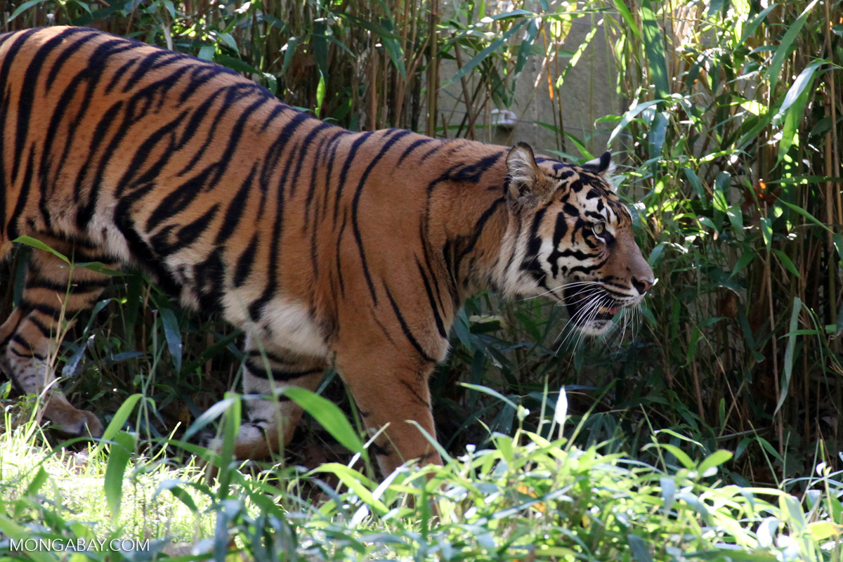 Indonesia’s Aceh sees harshest penalty yet for a wildlife crime