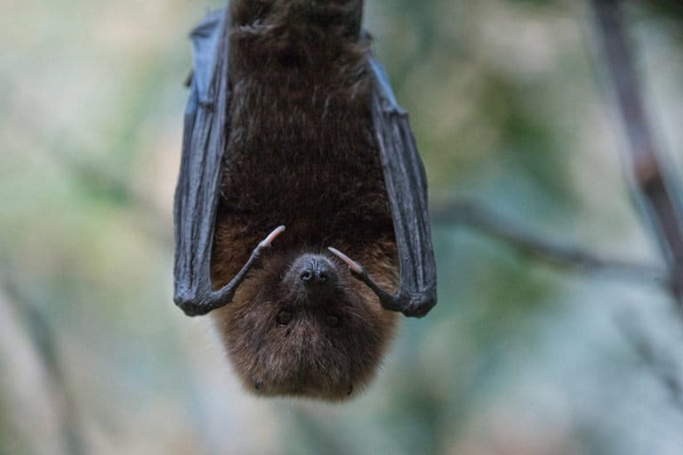 Rodrigues Flying Foxes, Pteropus rodricensis. Photos: Julie Larsen Maher