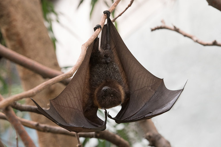 Rodrigues Flying Foxes, Pteropus rodricensis. Photos: Julie Larsen Maher