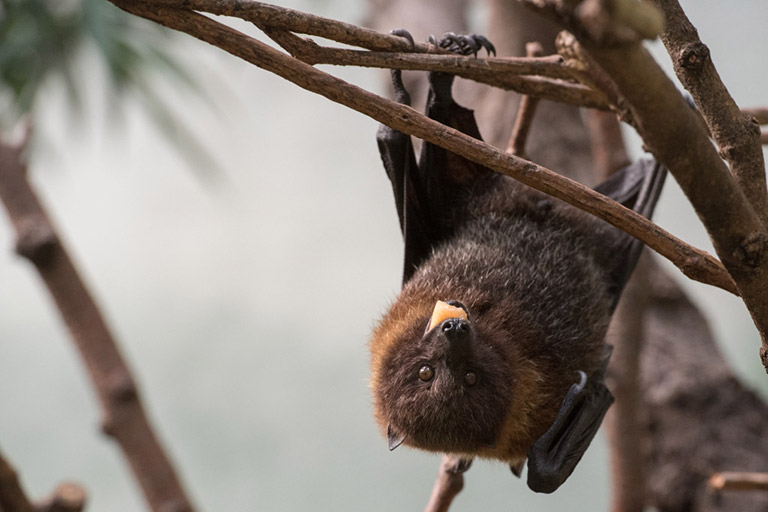 Rodrigues Flying Foxes, Pteropus rodricensis. Photos: Julie Larsen Maher