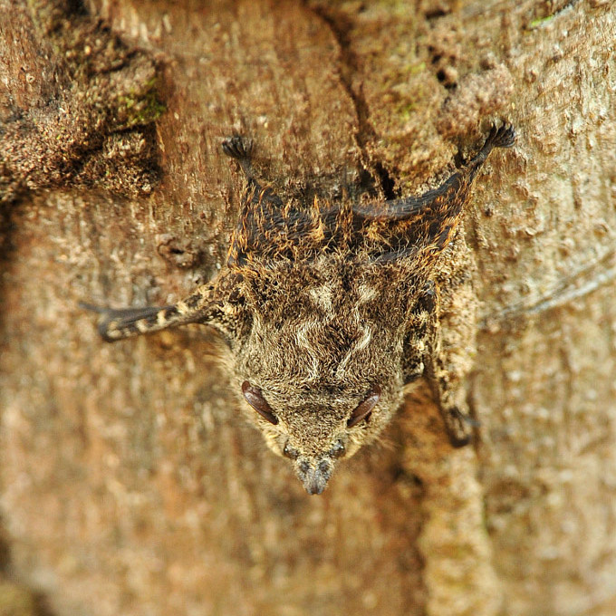 Ecuadorian Sac-winged Bats, Balantiopteryx infusca. Photo: Julie Larsen Maher