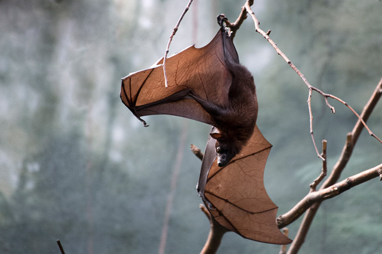 Indian Flying Fox, Pteropus giganteus. Photos: Julie Larsen Maher 