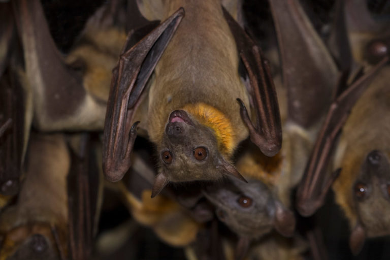 African Straw-colored Bat, Eidolon helvum. Photo: Julie Larsen Maher