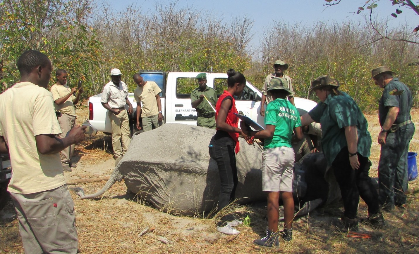 The Hwange elephant movement project team fitting a sedated elephant with a tracking tag and collar. Jobs include monitoring the sedation, fitting the collar, checking the tag, measuring the elephant's size, assessing its health, age, and sex, and documenting through notes and photographs. 