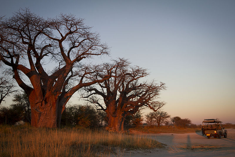 Baobab trees at Nxai Pan National Park, the destination of Hwange's farthest-moving tagged elephants