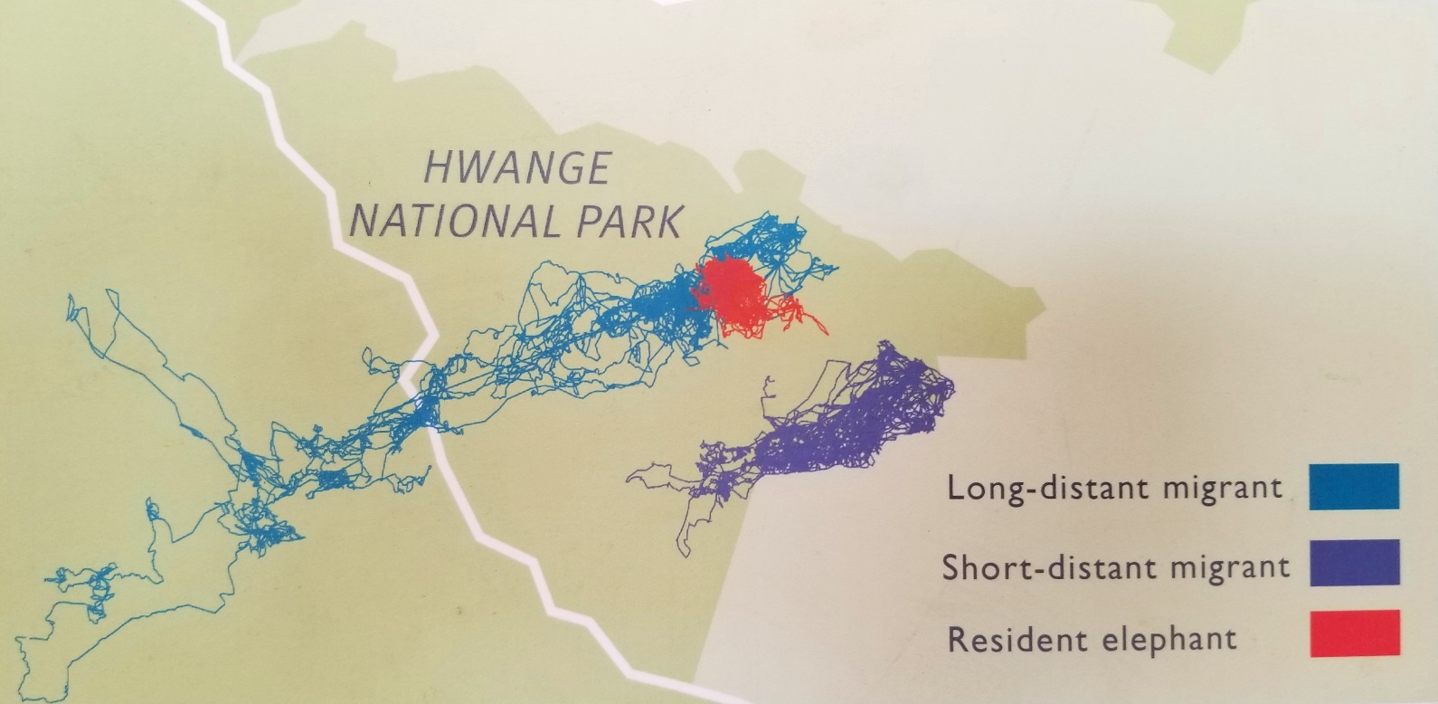 A map comparing the three types of movement patterns of the 32 GPS-tagged elephants in Hwange NP. All used similar dry-season resources, yet some remained in their tagging area all year while others migrated southwest, up to 260 km (155 miles) from the tagging area, into Botswana. They stayed for some or all of the wet season and returned to Hwange the following dry season. 