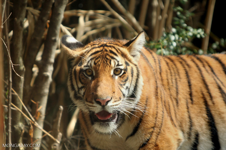 TIGER SUBSPECIES: BENGAL, SIBERIAN, SOUTH CHINA AND SUMATRAN TIGERS AND  EXTINCT SUBSPECIES