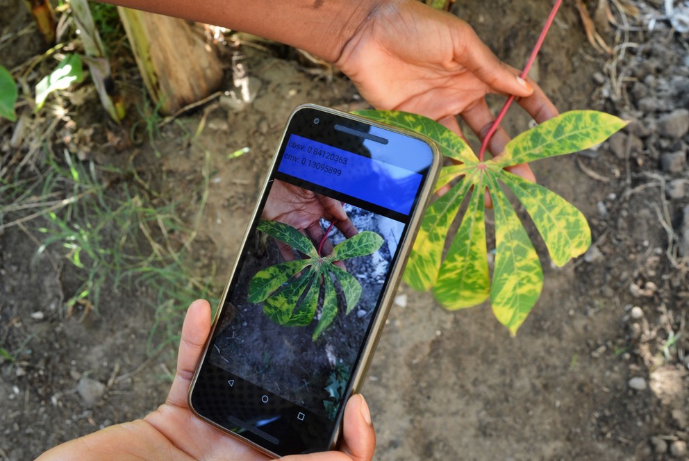 Field-testing the Nuru app with a cassava leaf in Tanzania. 