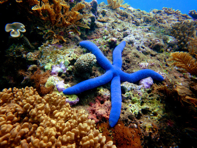 A sea star in the waters of Timor-Leste. Image by Johannes Zielcke via Flickr (CC BY-NC-ND 2.0)