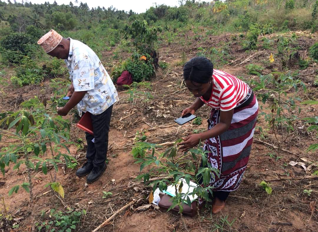 Farmers in Tanzania using the Nuru app on their cassava plants. 