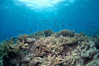 A coral reef system along the coast of northern Mozambique, one of nearly 300 coral reefs in the Western Indian Ocean examined by researchers from the Wildlife Conservation Society and other organizations in a 10-year study that focused on coral diversity and rates from bleaching events. Photo credit: Emily Darling/WCS.