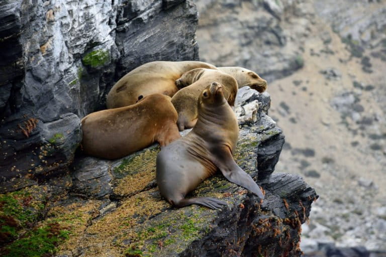 Sea lions at another marine reserve nearby, Isla Choros. Photo by Elias Rovielo via Flickr (CC BY-NC-SA 2.0).