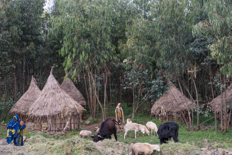 Students of the church live in small huts around the church's land. Photo by Maheder Haileselassie Tadese for Mongabay.