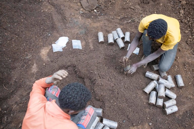 Seedlings planted and grown in plastic bags have a high success rate. Photo by Maheder Haileselassie Tadese for Mongabay.