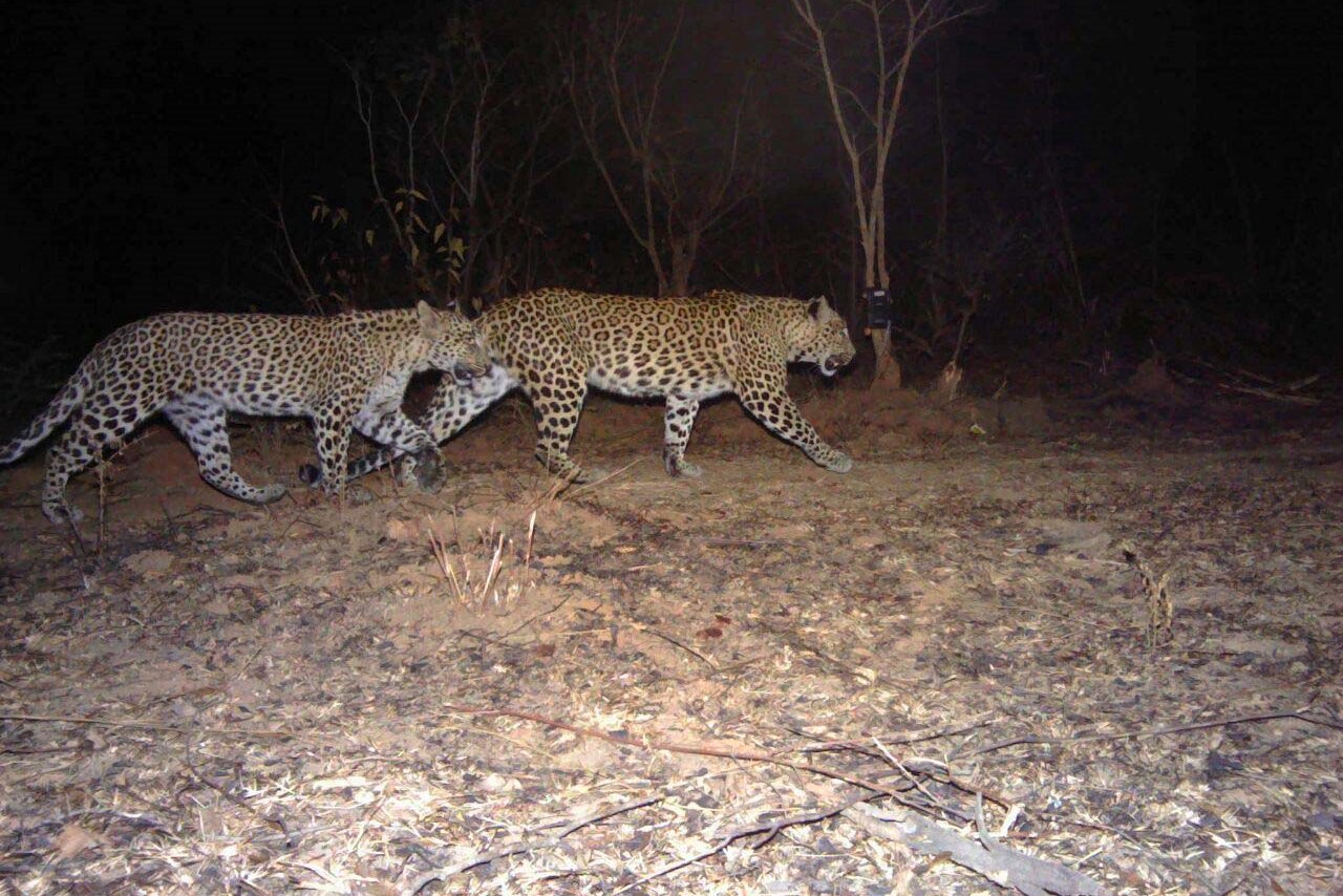 Two leopards on the move. The rosettes and spots of each individual are unique. 