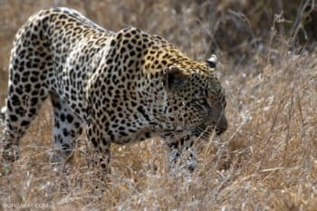 Leopard. Photo by Rhett A. Butler