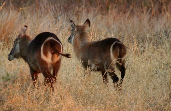 Female waterbucks from behind in Zimbabwe. Photo by: Tiffany Roufs