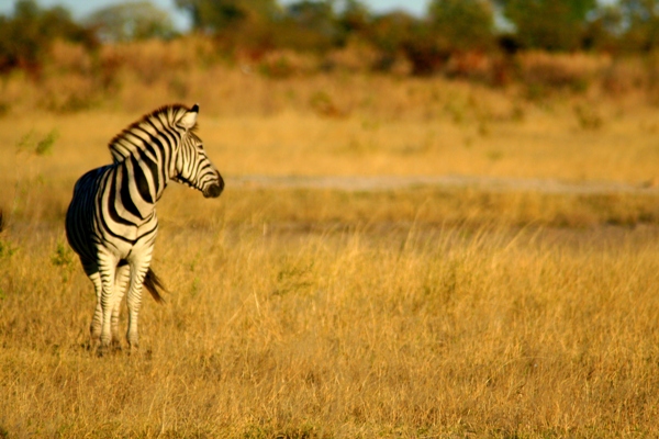 Zebra in the Okavango Delta in Botwana. Photo by: Tiffany Roufs