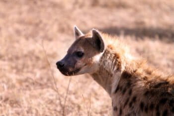 Hyena in Tanzania. Photo by: Rhett A. Butler.