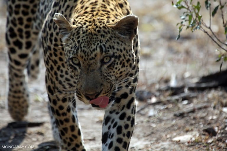 Leopard in South Africa. Photo by: Rhett A. Butler.