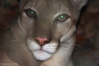 Puma in Belize. Photo by: Rhett A. Butler.