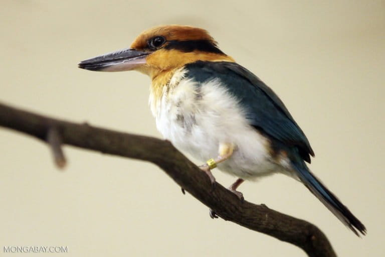 Extinct-in-the-wild Micronesian kingfisher in captivity. Photo by Rhett A. Butler