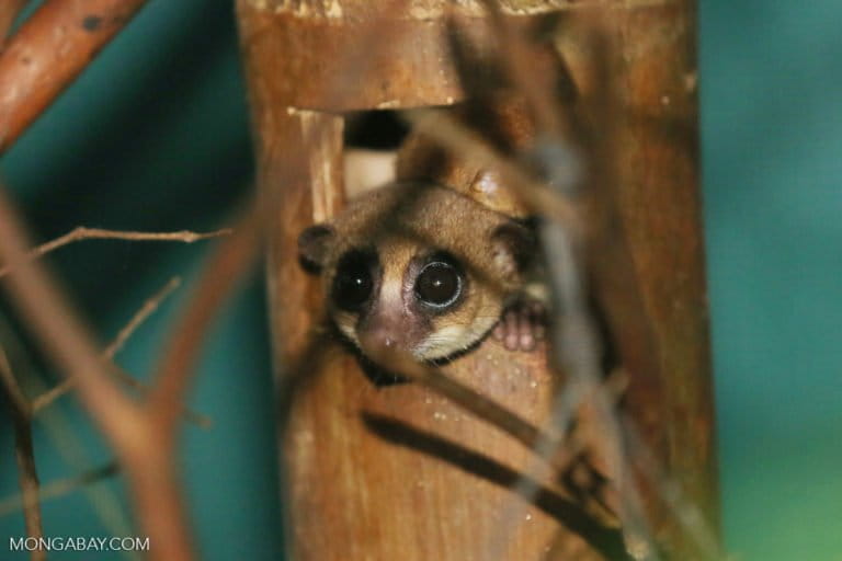 Dwarf lemur (Cheirogaleus sp) in a rehabilitation facility in Madagascar. Photo by Rhett A. Butler