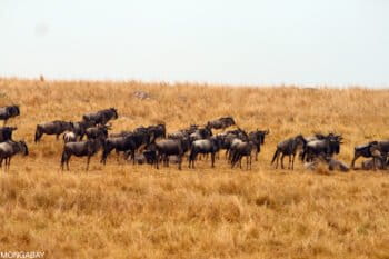 Herd of blue wildebeest in Kenya. Photo by Rhett A. Butler.