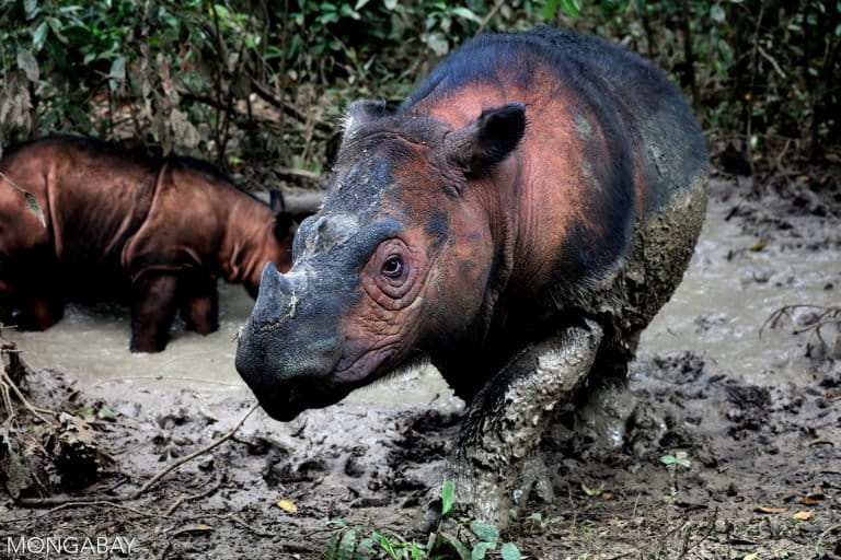 A Sumatran rhino in Indonesia. Photo by Rhett A. Butler