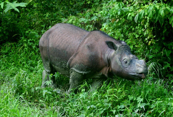 Tam in Sabah. Photo by Jeremy Hance