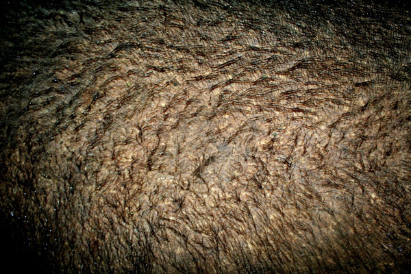 The hairy hide of the Bornean rhinoceros. The rhino, Tam, is a captive individual representing hopes for ex-situ breeding of the Critically Endangered subspecies of the Sumatran rhino.