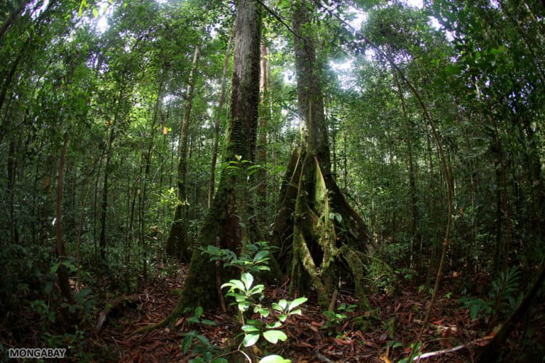 Rainforest in Indonesian Borneo. Photo by Rhett A. Butler