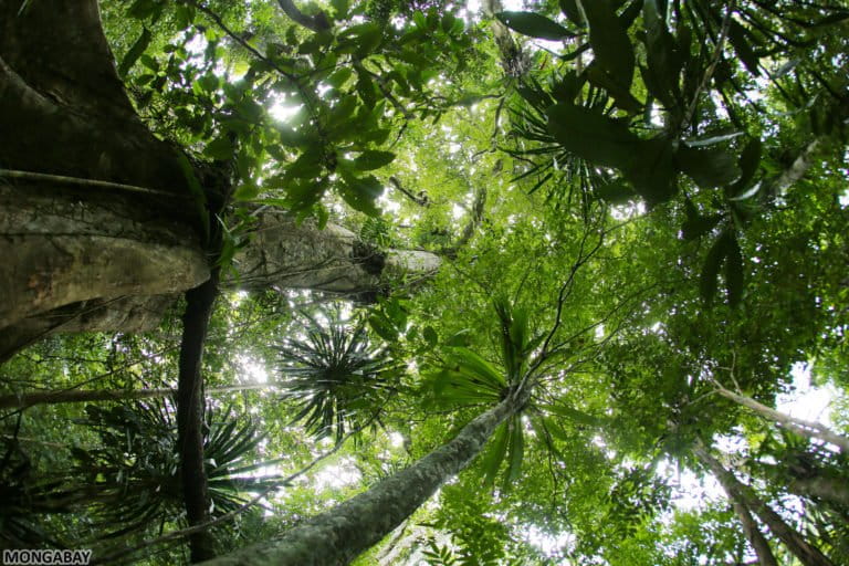 Rainforests in Eastern Madagascar were ransacked during Rajoelina's presidency for rosewood and other hardwoods.