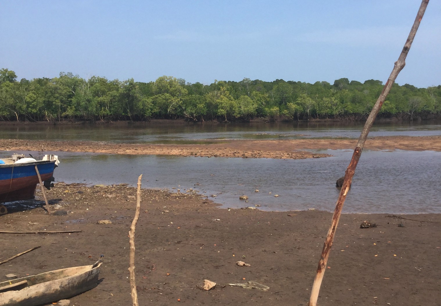 One of the mangrove forests near Gazi Village in Kwale County, Kenya. The new data shows increasing demand for human settlements which is threatening the fragile mangroves despite their economic and environmental benefits. 