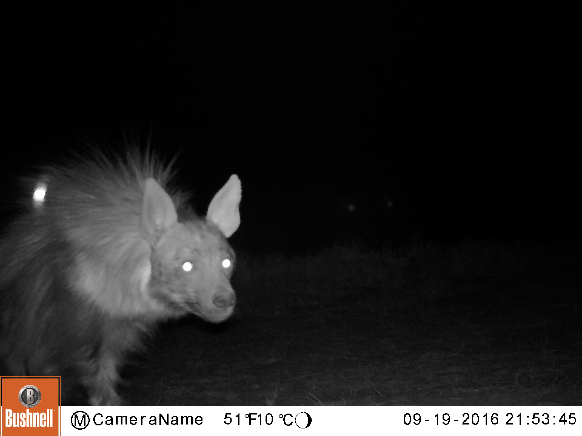 A brown hyena at night triggers a camera flash. Flashes help the researchers identify nocturnal animals but may also serve as deterrents that discourage the animals from approaching a nearby livestock corral. 