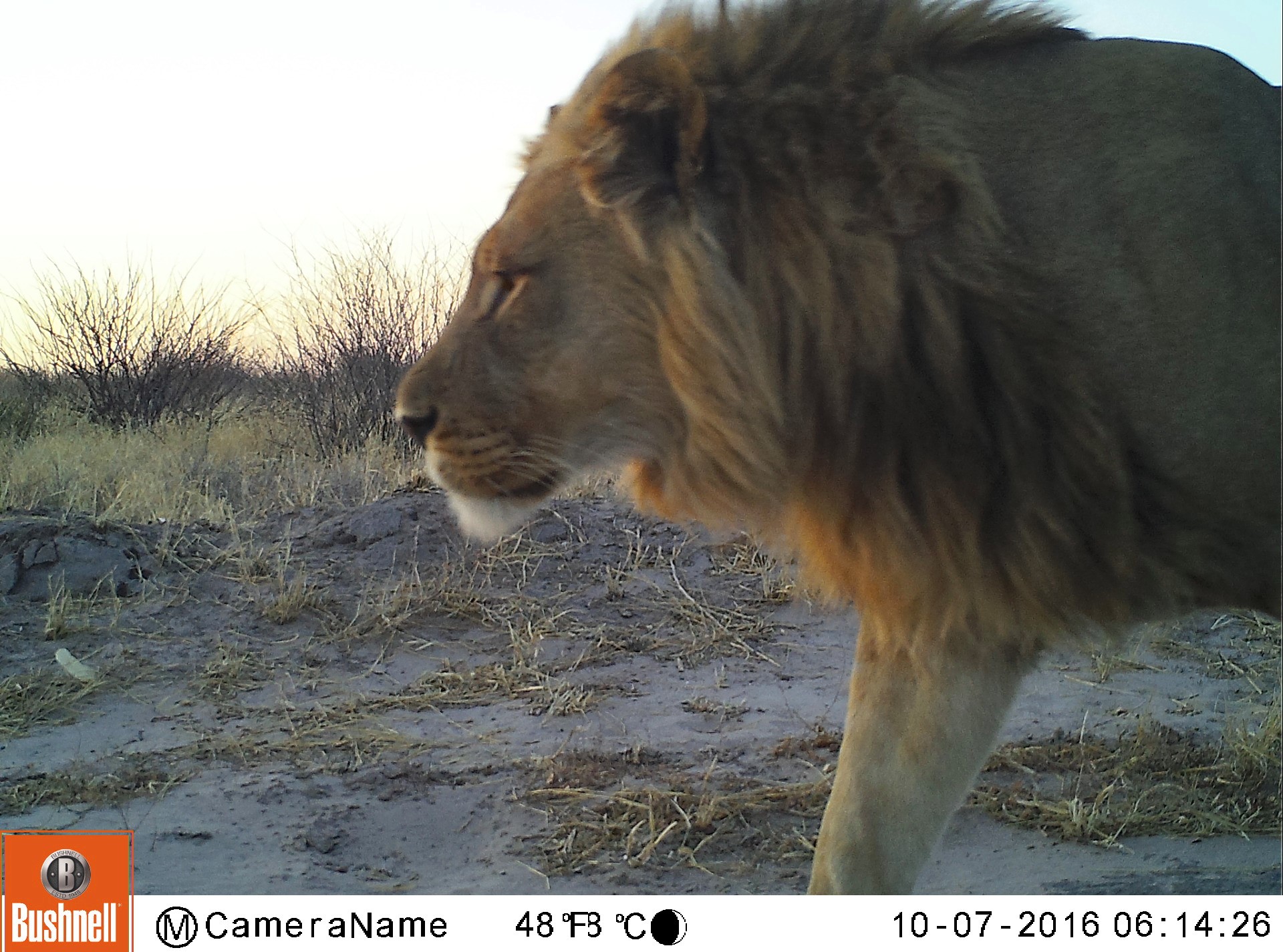 A passing male lion demonstrates that cheetahs are not the only wild cats caught in the camera traps. 