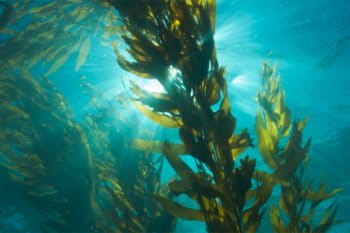 Kelp. Image courtesy of NOAA.