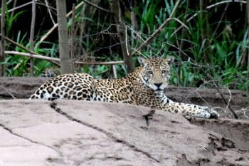 Jaguar in Madre de Dios, Peru. Photo by Rhett A. Butler.