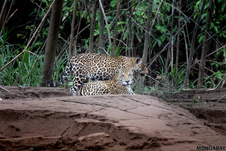 Pair of jaguar in the Peruvian Amazon. Photo by Rhett A. Butler